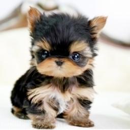 Posting pictures of cute puppies! Feel free to tweet us with a picture of your dog/puppy and we may re-post your picture!