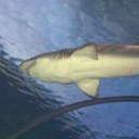 sue tobin - @antjoe0406 - Twitter