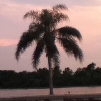 Cyabye (@cyabye1) 's Twitter Profile