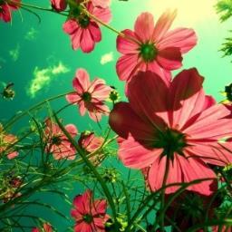 ForeverHisGirl4's profile picture. 