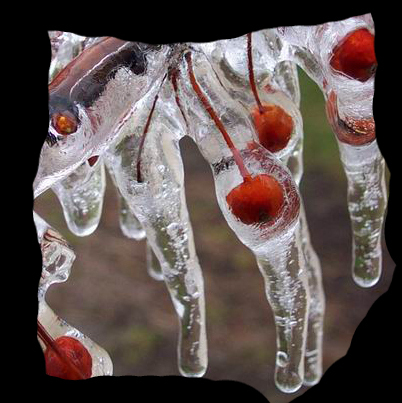 coolcherrytrees's profile picture. Android and Iphone software development, yeah!