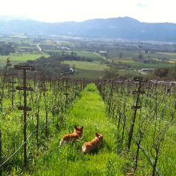 Today I will be happier than a corgi on stilts