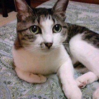咲々 ガラピコの口から 痺れる憧れるぅ のワードが出てくるとは思わなくて一瞬固まったｗ さすがeテレ おれたちにできない事を平然とやってのけるッ そこにシビれる あこがれるゥ おかあさんといっしょ