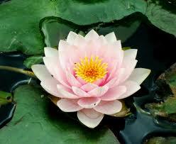 uartenlibopen's profile picture. 学生(゜ω゜)たたけば誇りがでます。是非絡んでやってください(´゜ω゜｀)