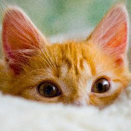 Я кот, самый настоящий, рыжий кот.