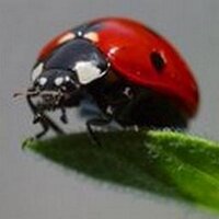 Kathryn Bax (@countryfarm) 's Twitter Profile