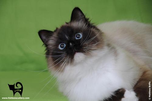 Fishone is a small scale TICA Registered Ragdoll Cattery, in a home environment, located on the island of Malta. Our cats is our main priority and they live wi