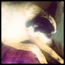 Amanda Shoup - @amandasnation - Twitter