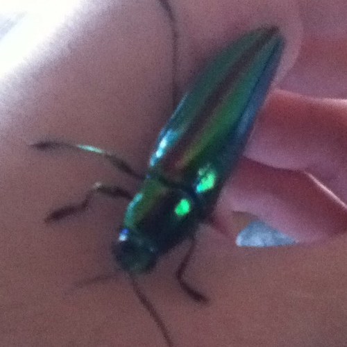 swimkotorichan's profile picture. 