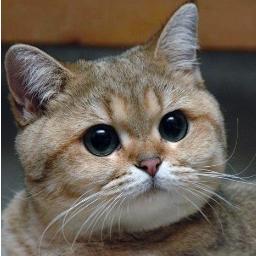 ITSWATru Profile Picture