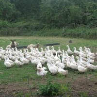 Etherley Farm (@etherleyfarm) 's Twitter Profile