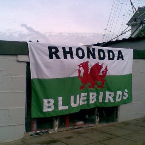 Bluebird fan since 1960 ;)