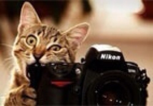 tiagovalerio's profile picture. 