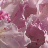 Sam Bridge Nursery (@sambridgensy) 's Twitter Profile