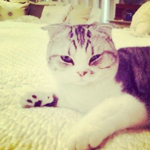 My Mommys @TaylorSwift13 
Meow.