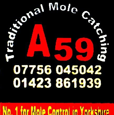 No.1 for Mole Control in Yorkshire