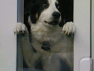 sirted1234's profile picture. 