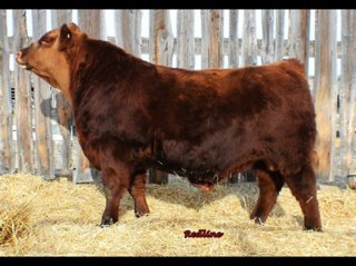 RedlineLvstock's profile picture. Purebred Red Angus and Polled Herefords, and commercial red baldies. We sell bulls, females, enjoy showing and raising cattle, live agriculture.