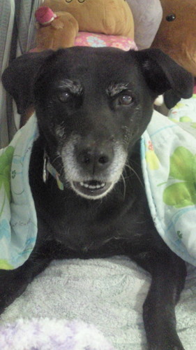 愛犬　黒　大好き(・∀・)ﾉ
愛猫　黒豆　枝豆　そら豆　
大好き(*´∀｀)