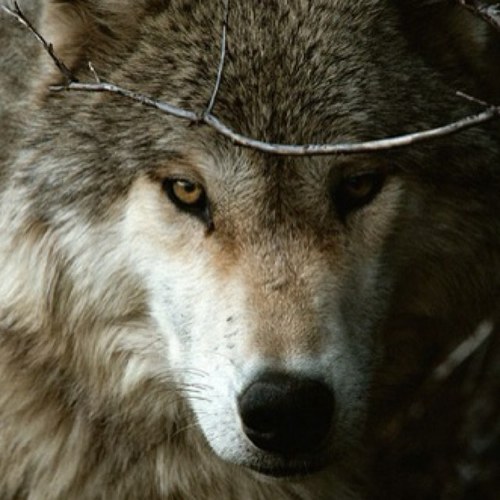 An animal's eyes have the power to speak a great language.