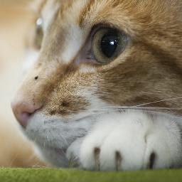 ne_filolog's profile picture. 