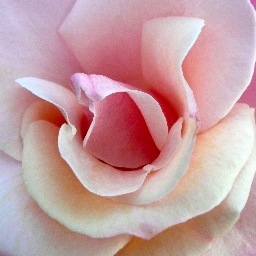 Captivated by sweet, fragrant grace!