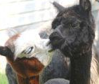 Breeding for Greys and Blacks in Amelia VA.  Bob and Donna Snyder