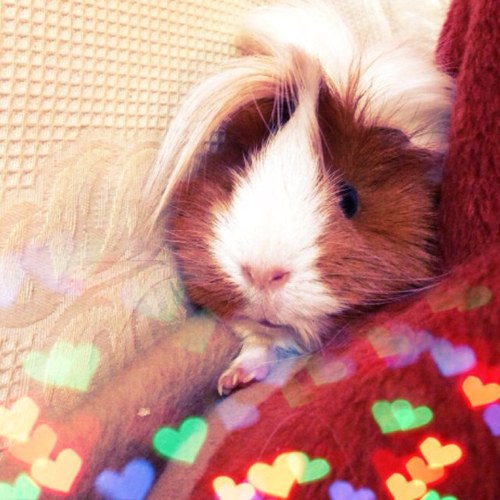 Cuiiii,Guinea Pig very sexy. I❤canónigos y pimientos. Mi mamá @susanabananaa ❤ ¡SIGUE MIS AVENTURAS!
