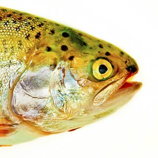 Karen often known better as The Trout; long suffering wife of @MattLimbImages and mum to four springers, enjoy my shooting and beating