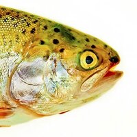 The Trout(@TroutThe) 's Twitter Profile Photo