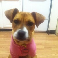 Sakojuju (@sakojuju) 's Twitter Profile
