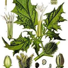 Pharmacienne
