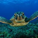 Irene Schipper - @SeaTurtle3105 - Twitter