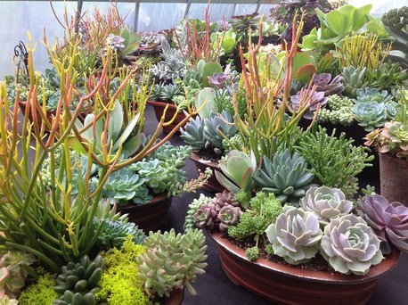 Nanoose Bay Succulents - Custom and made to order succulent pots, planters and hanging baskets can be made at our greenhouse.