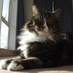 My Smug Cat (@MYSMUGCAT) Twitter profile photo