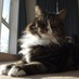 My Smug Cat (@mysmugcat) Twitter profile photo My Smug Cat (@mysmugcat) Twitter profile photo