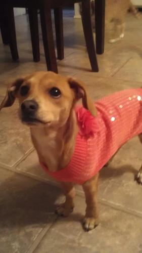 My Name is Elle, and I am a Cheagle ( chihuahua/ beagle mix) I love my mommy, and I love to play! Follow My life It sure is entertaining! WOOF! :)