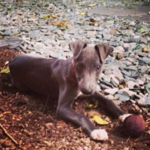 Moorechichi's profile picture. An English gent. Enjoying single life in London with my roomies. Whipp-et. Good.