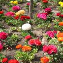 Rose Walls - @rose_walls - Twitter