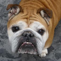 Victoria Bulldog Walks, English & Olde English Bulldogs & French come for a walk! We also do lots w/ rescue Bulldogs! Follow us! Instagram @melanie_dry_VBW