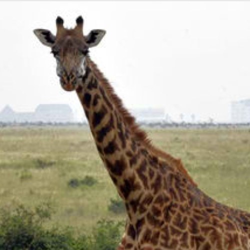 capritomato's profile picture. 