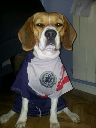 miniflanker's profile picture. Holi