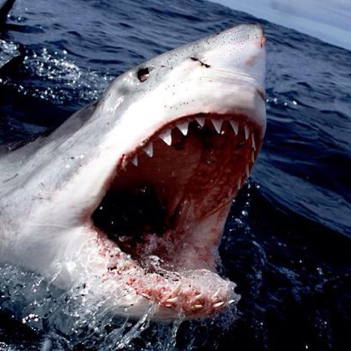 [RP] Just an average hungry and violent shark swimmin' around Sunshine City, eating locals.