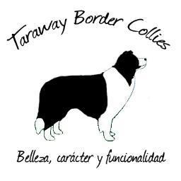 BorderCollieTW's profile picture. 