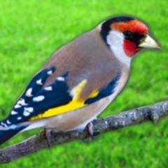 bartelttk's profile picture. 