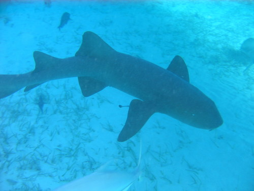 jim_pfister's profile picture. Scientist, runner, biker, gardener, cara bonito