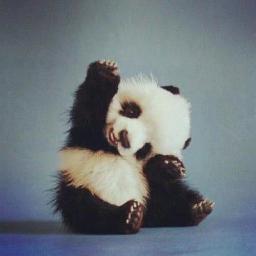 Ooi! Eu sou uma panda ;3