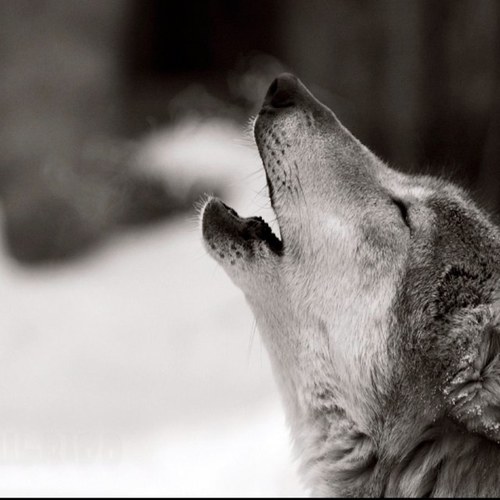 SeeekDestroy's profile picture. I never wanna die♥ #ringer #potterhead  #tvd #glee rock'n'roll 4ever men, don't know who I am