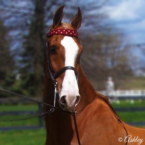 So, what's going on in the Saddlebred horse world?  Let's see...
http://t.co/47FIeYSRoj