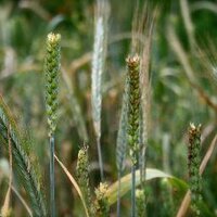 All Souls Pizza (@allsoulspizza) 's Twitter Profile